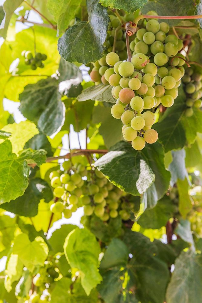 Washington State-Fort Vancouver National Historic Site Grapes in the garden